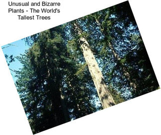 Unusual and Bizarre Plants - The World\'s Tallest Trees