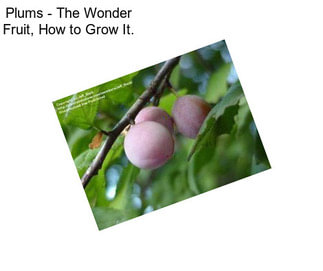 Plums - The Wonder Fruit, How to Grow It.