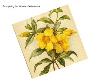 Trumpeting the Virtues of Allamanda