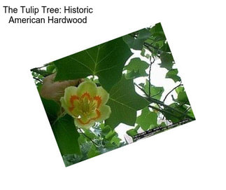 The Tulip Tree: Historic American Hardwood