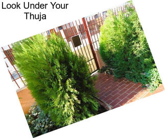 Look Under Your Thuja