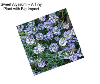 Sweet Alyssum -- A Tiny Plant with Big Impact