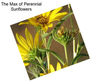 The Max of Perennial Sunflowers