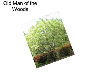 Old Man of the Woods