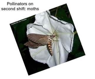 Pollinators on second shift: moths