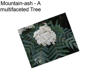 Mountain-ash - A multifaceted Tree