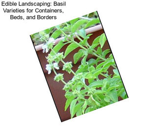 Edible Landscaping: Basil Varieties for Containers, Beds, and Borders