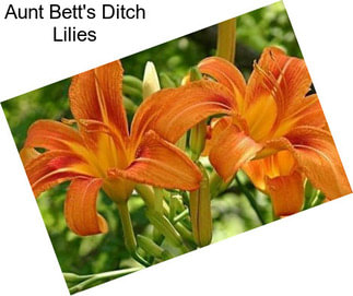 Aunt Bett\'s Ditch Lilies