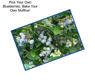 Pick Your Own Blueberries, Bake Your Own Muffins!