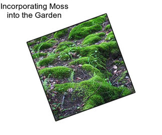 Incorporating Moss into the Garden