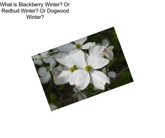 What is Blackberry Winter? Or Redbud Winter? Or Dogwood Winter?