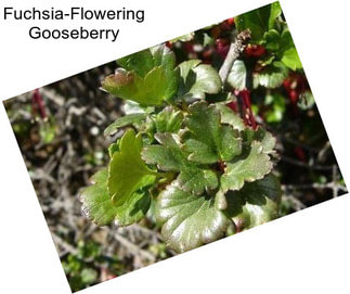 Fuchsia-Flowering Gooseberry
