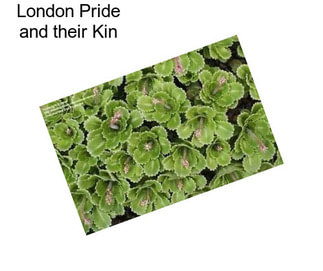 London Pride and their Kin