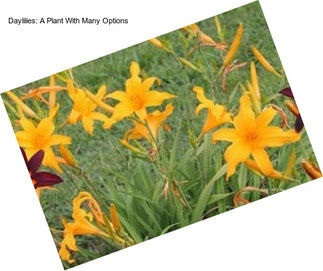 Daylilies: A Plant With Many Options