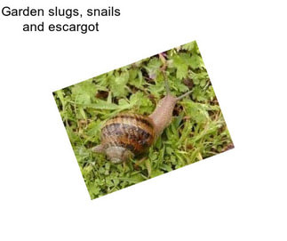 Garden slugs, snails and escargot