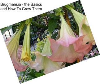 Brugmansia - the Basics and How To Grow Them