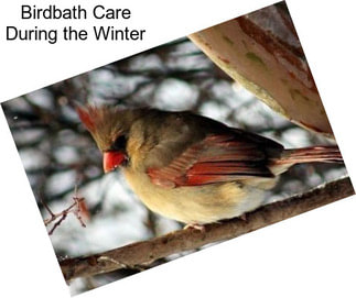 Birdbath Care During the Winter