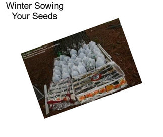 Winter Sowing Your Seeds