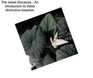 The Jewel Alocasias - An introduction to these diminutive beauties