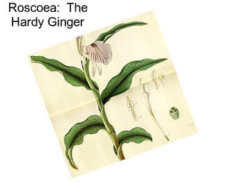 Roscoea:  The Hardy Ginger