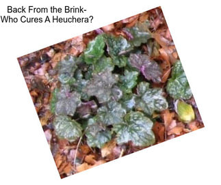 Back From the Brink- Who Cures A Heuchera?