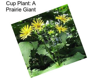 Cup Plant: A Prairie Giant