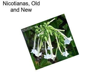 Nicotianas, Old and New