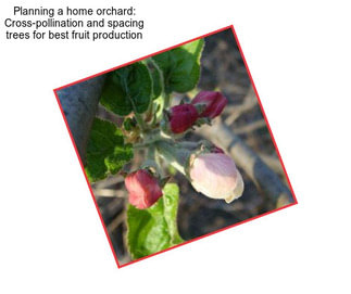 Planning a home orchard: Cross-pollination and spacing trees for best fruit production