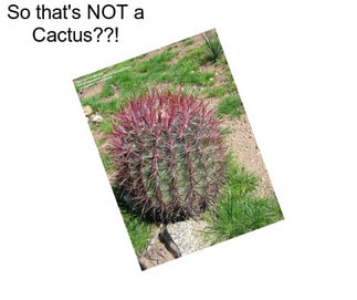 So that\'s NOT a Cactus??!