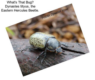 What\'s That Bug? Dynastes tityus, the Eastern Hercules Beetle.