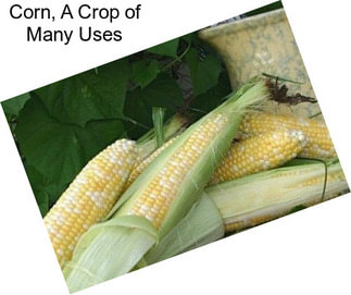 Corn, A Crop of Many Uses