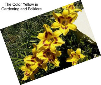 The Color Yellow in Gardening and Folklore