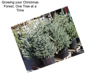 Growing your Christmas Forest, One Tree at a Time