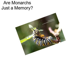 Are Monarchs Just a Memory?