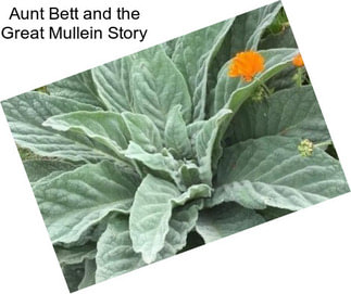 Aunt Bett and the Great Mullein Story