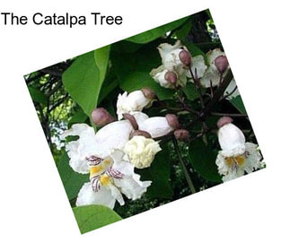 The Catalpa Tree