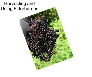 Harvesting and Using Elderberries