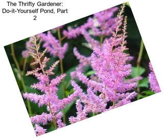 The Thrifty Gardener: Do-it-Yourself Pond, Part 2