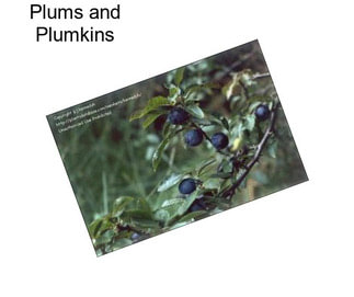Plums and Plumkins