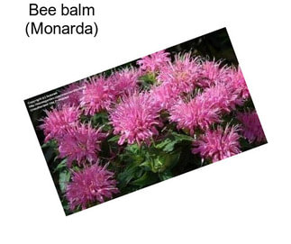 Bee balm (Monarda)