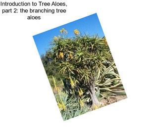 Introduction to Tree Aloes, part 2: the branching tree aloes