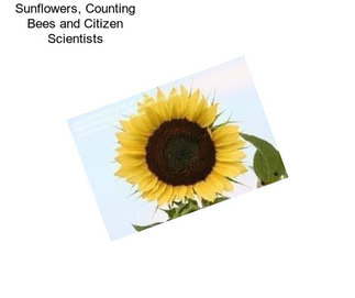 Sunflowers, Counting Bees and Citizen Scientists
