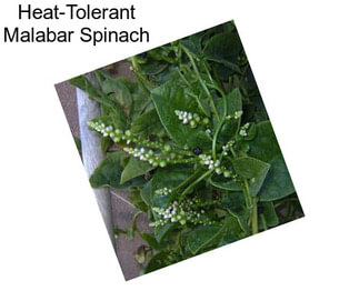 Heat-Tolerant Malabar Spinach