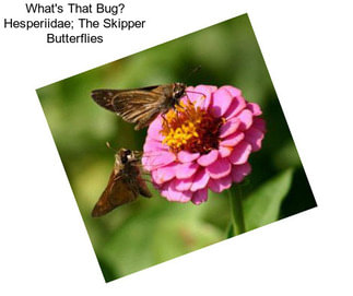 What\'s That Bug? Hesperiidae; The Skipper Butterflies