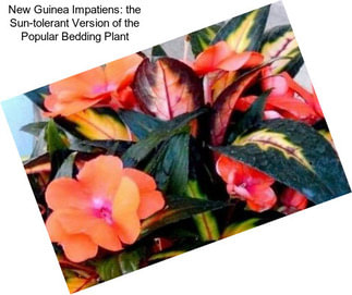 New Guinea Impatiens: the Sun-tolerant Version of the Popular Bedding Plant