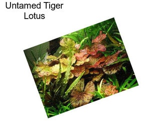 Untamed Tiger Lotus