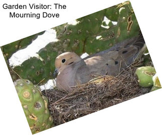 Garden Visitor: The Mourning Dove