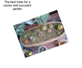 The best trees for a cactus and succulent garden