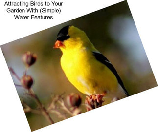 Attracting Birds to Your Garden With (Simple) Water Features