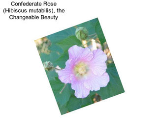 Confederate Rose (Hibiscus mutabilis), the Changeable Beauty